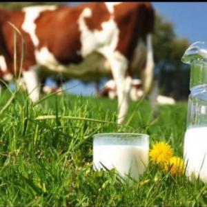 El origen del proceso de producción de la leche de vaca