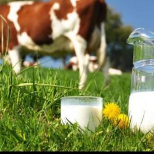 Origen de la producción de la leche