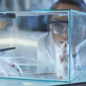 Experimentación animal.