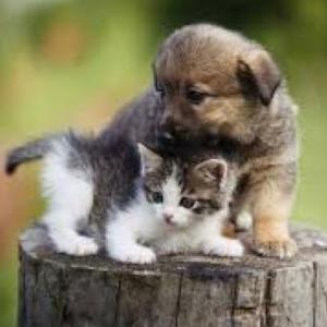 Animales