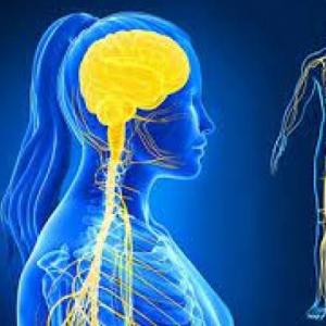 SISTEMAS DEL CUERPO HUMANO