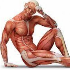 MUSCULOS DEL CUERPO HUMANO