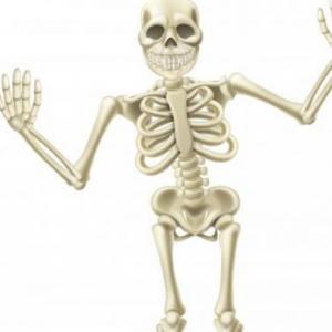 EL CUERPO HUMANO