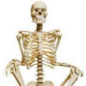 ANATOMIA HUAMANA
