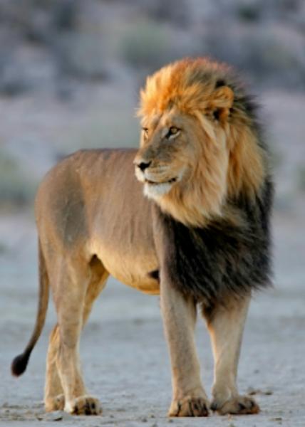 ANIMALES DE LA SELVA