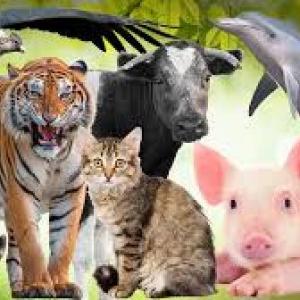 Imagen de portada del videojuego educativo: Alimentación de los animales., de la temática Ciencias