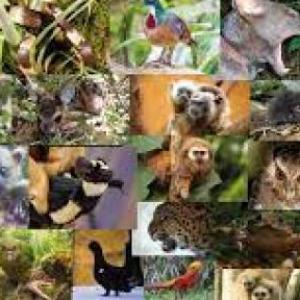 ANIMALES