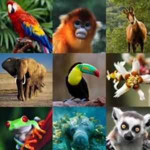Curiosidades de animales