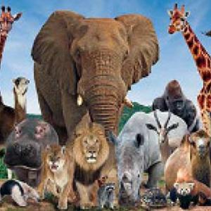 Animales salvajes