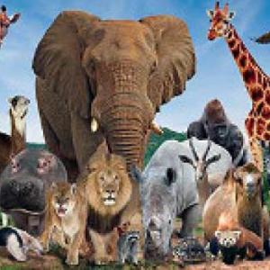 Animales salvajes