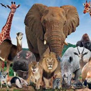 Animales salvajes