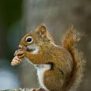 Etica, Naturaleza y Sociedades PRIMER GRADO