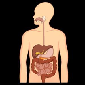 THE ORGANS OF DIGESTIVE SYSTEM