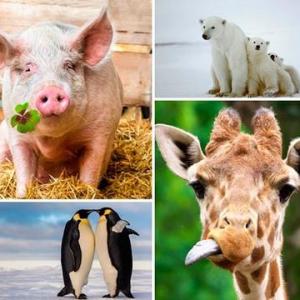 MEMOTEST ANIMALES