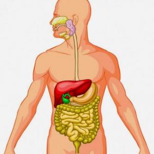 Funciones de los órganos del Sistema digestivo
