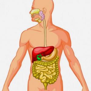 Conociendo más acerca del Sistema digestivo
