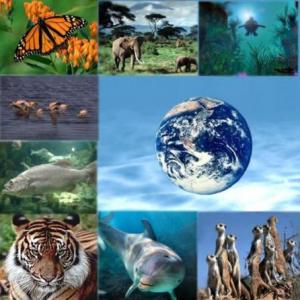 Trivia Patrones y tipos de biodiversidad