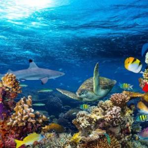 Imagen de portada del videojuego educativo: Animales marinos, de la temática Biología