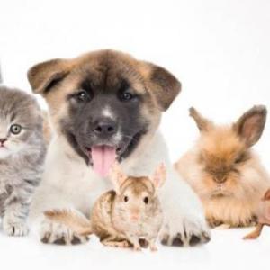 atrapando animales