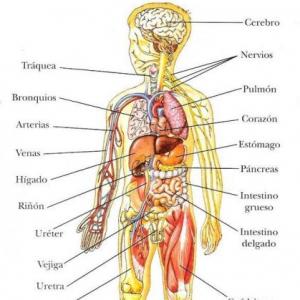 Encuentra su par del cuerpo humano
