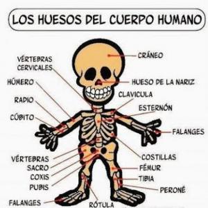 Imagen de portada del videojuego educativo: Aparato Locomotor , de la temática Biología