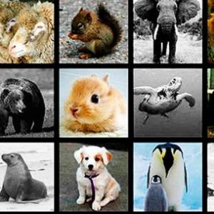 Animales