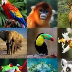 Aprendiendo de los animales de una forma divertida