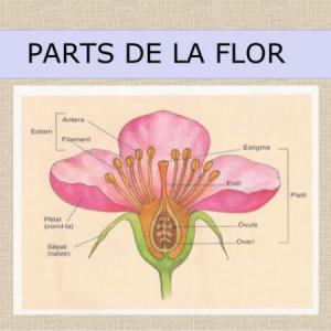 LES PARTS DE LA FLOR - JOC MULTINIVELL