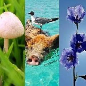 I y II ciclo-Reinos Biologicos