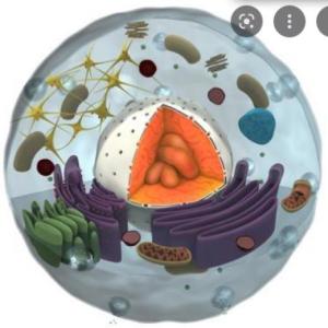 INTRODUCCIÓN A LA FISIOLOGIA
