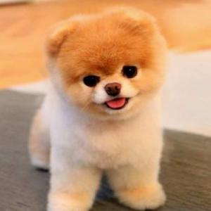 animales,peluche y humanos