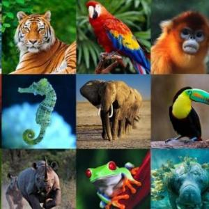 SI CONOCES SOBRE LOS ANIMALES ESTA ENCUESTA ES TODA TUYA...