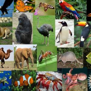 MEMORAMA DE ANIMALES
