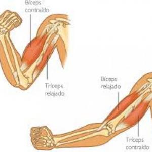 CONTRACCIÓN MUSCULAR 