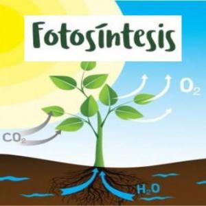 Fotosíntesis 