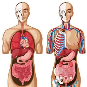 anatomical questions