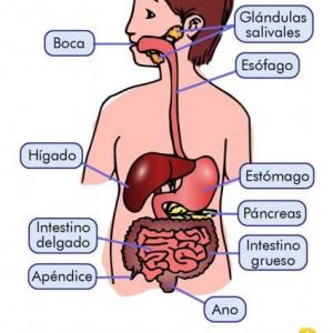 Imagen de portada del videojuego educativo: Encuentra la pareja, de la temática Biología