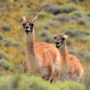 Imagen de portada del videojuego educativo: Animales patagonicos, de la temática Medio ambiente
