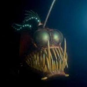aquatic animals