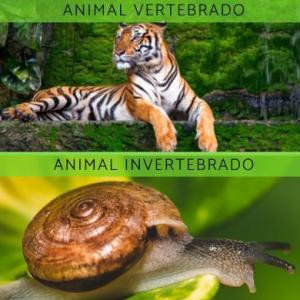 Animales vertebrados e invertebrados