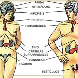 OCA SOBRE TIROIDES,PRATIROIDES,GANDULAS SUPRARRENALES