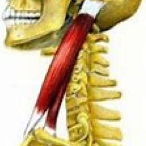 ¿Cual es este musculo?