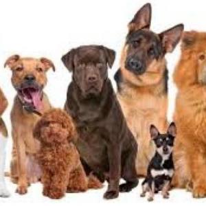 pets