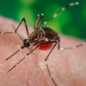 DENGUE
