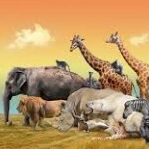 Animales Terrestres