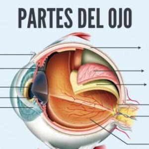 Imagen de portada del videojuego educativo: Anatomía del ojo, de la temática Salud