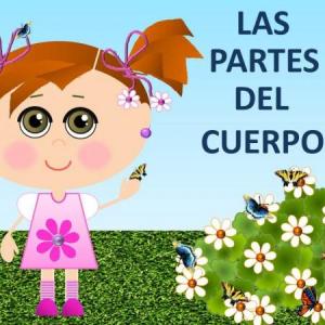 Las partes del cuerpo