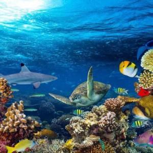 Juego de preguntas del ambiente acuatico