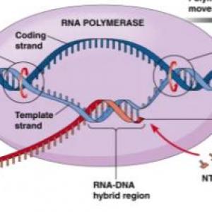 Transcripción