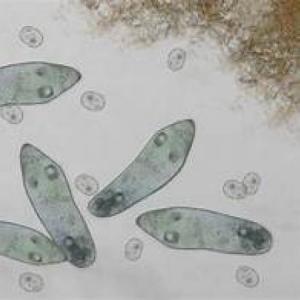 Imagen de portada del videojuego educativo: 3ro secundaria: Células, de la temática Biología